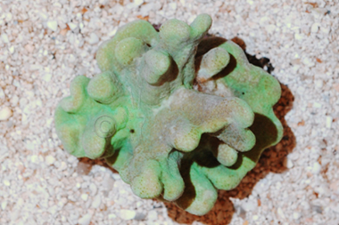 Crown Leather Coral - Lobophytum spp.